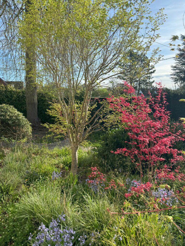 Umilys CC Jardin Zen Acer Palmatum printemps (4)